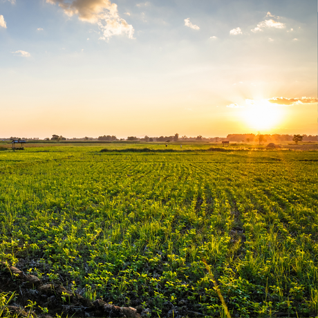 What Is Regenerative Farming? A Smarter Way to Grow Organic Food