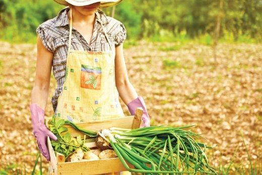 Black Crow Organics - Tenthill, Qld | FreshBox