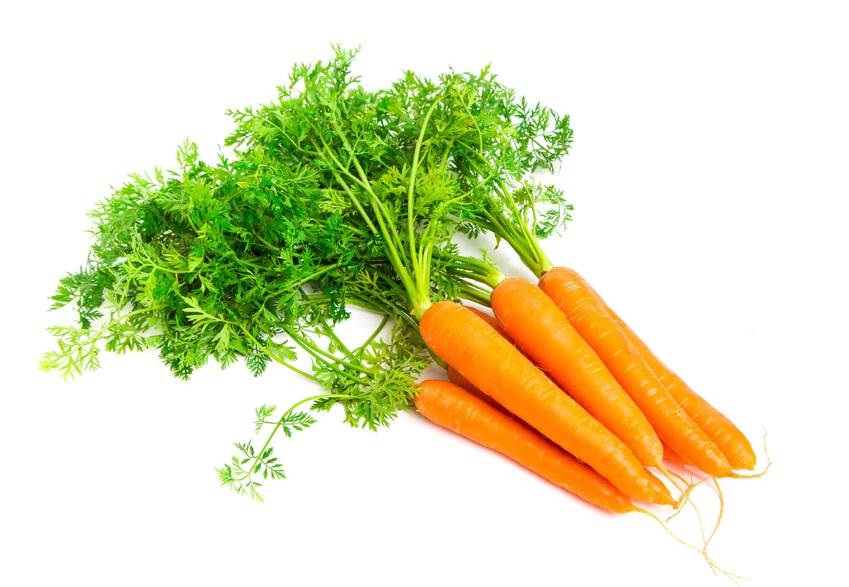Carrot bunch Dutch