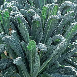 Organic Kale Tuscan Black x 1