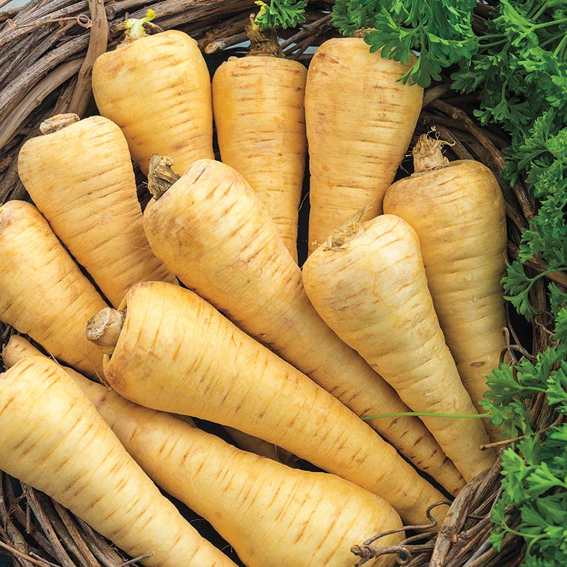 Organic Parsnip 300g | FreshBox
