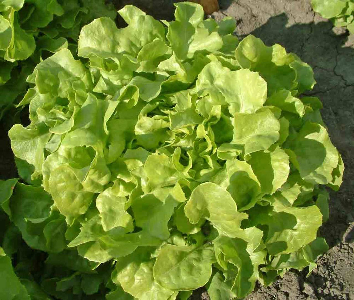 Lettuce Oak Leaf Green | FreshBox