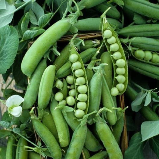 Organic Snow Peas 100g