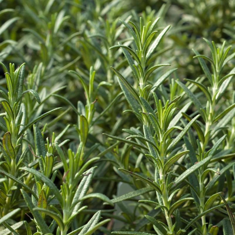 Organic Rosemary Bunch x 1