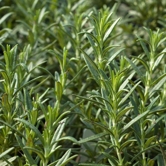 Organic Rosemary Bunch x 1