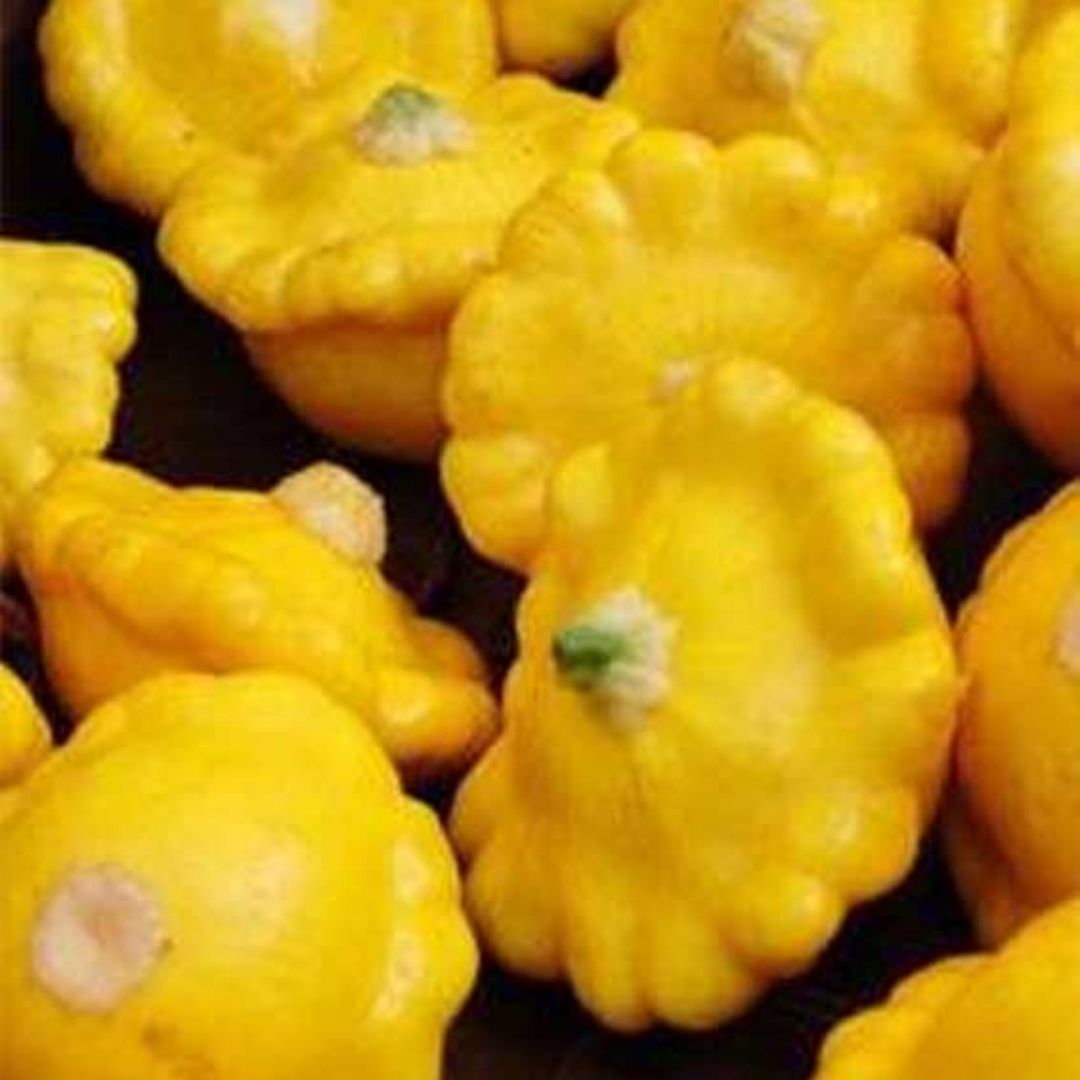 Organic Squash Yellow golden scallopini 300g