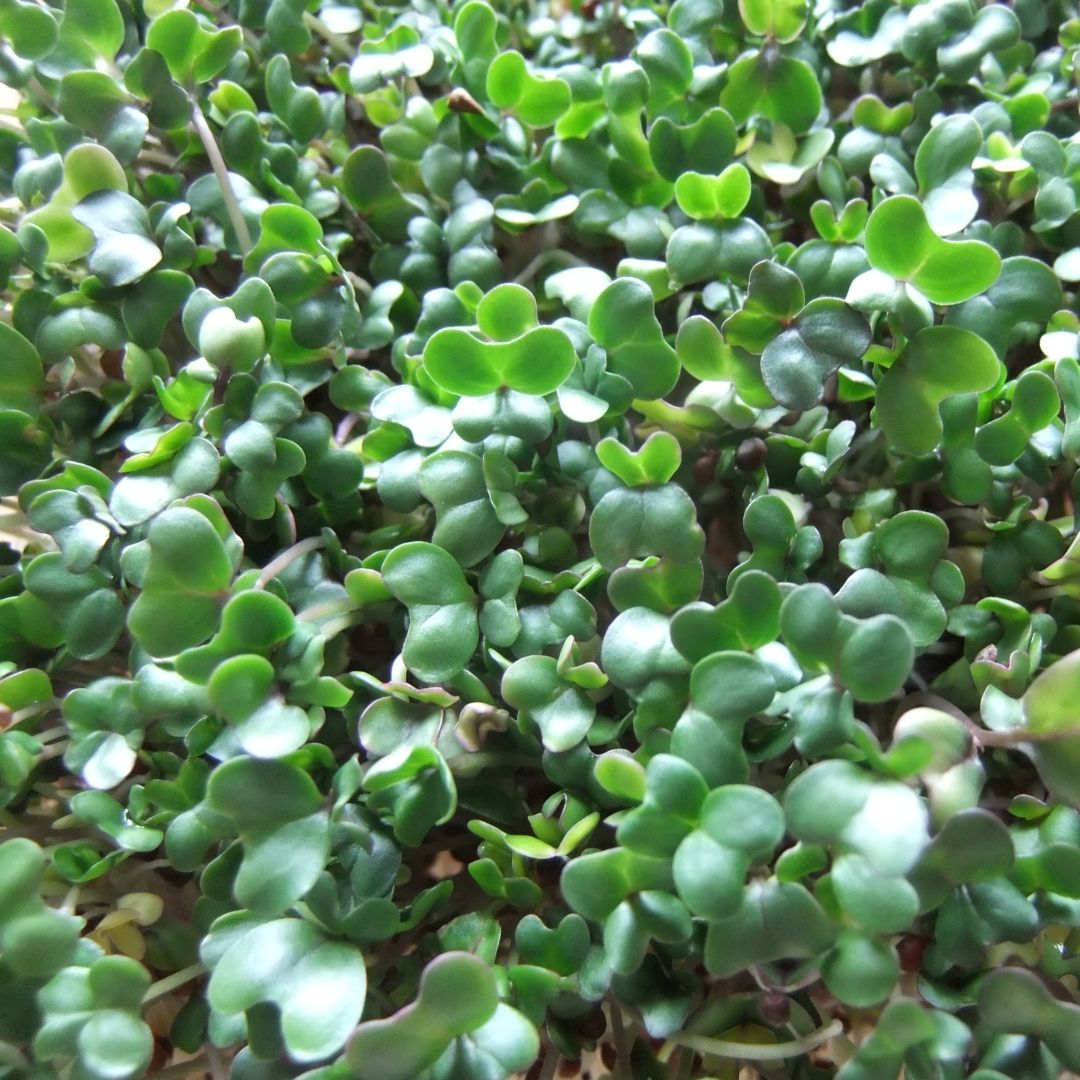 Broccoli Sprouts | FreshBox