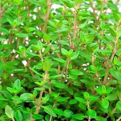 Organic Thyme Bunch x 1