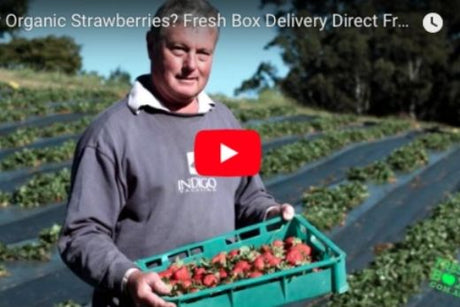 Peter and Allison Palmwoods | FreshBox