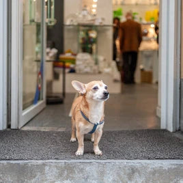 Organic dog food