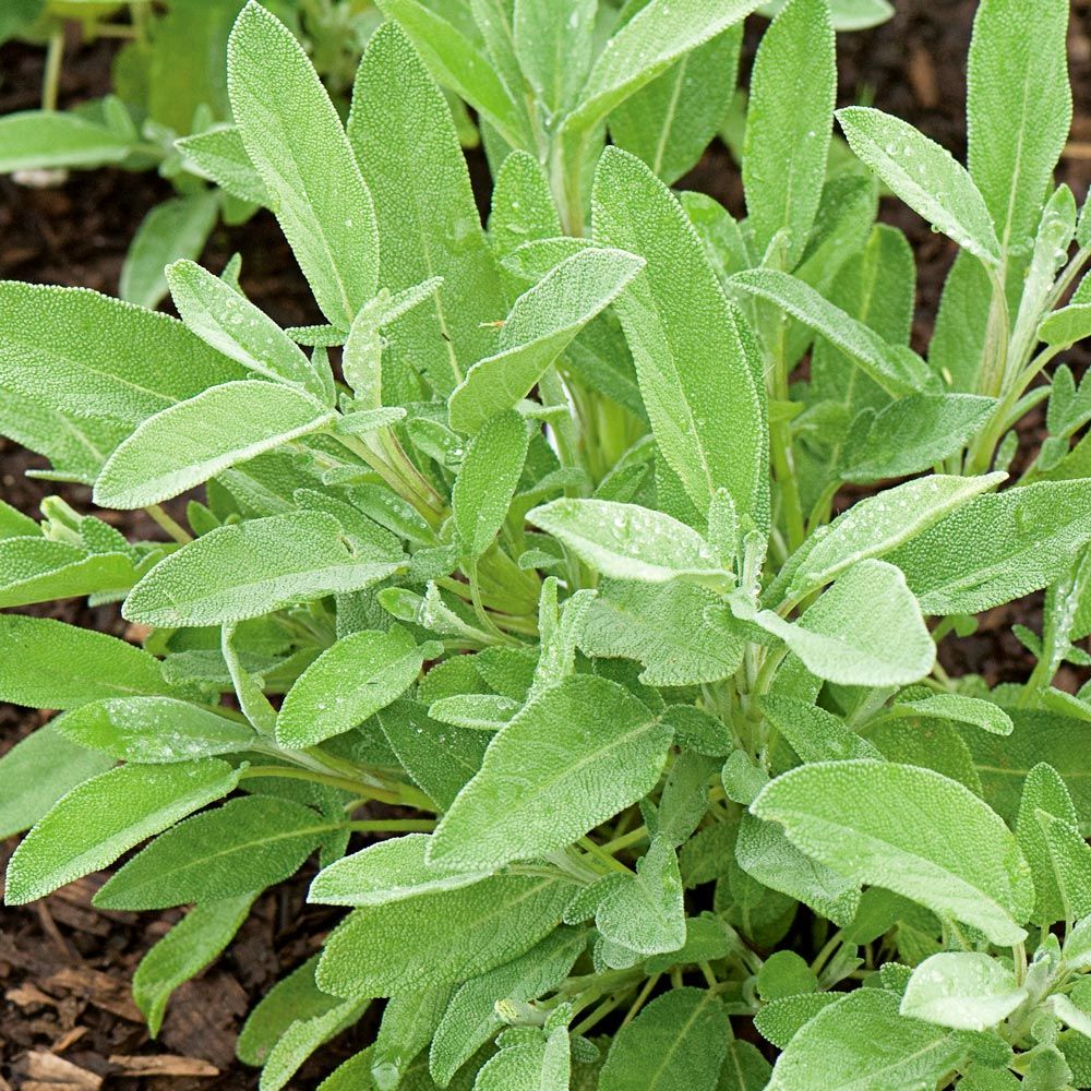 Organic Sage bunch x 1