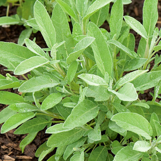 Organic Sage bunch x 1