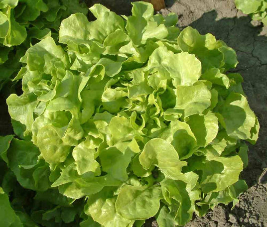 Lettuce Oak Leaf Green | FreshBox
