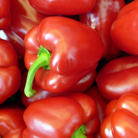 Organic Capsicum Red x 1 | FreshBox