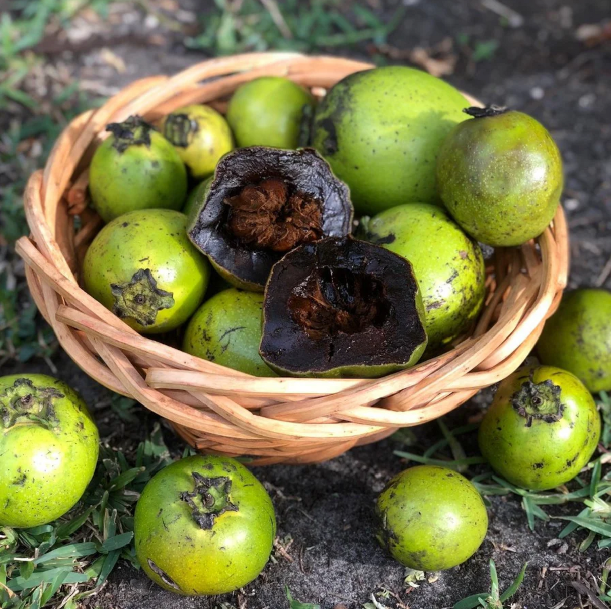 Organic Black Sapote Chocolate pudding fruit x 1