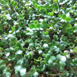 Broccoli Sprouts | FreshBox