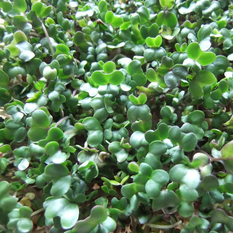 Broccoli Sprouts | FreshBox
