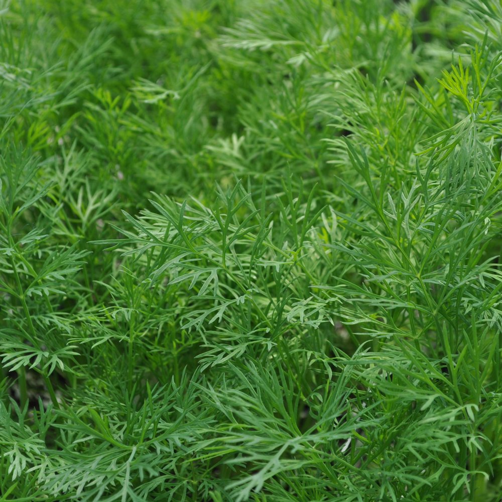 Organic Dill Bunch x 1 | FreshBox