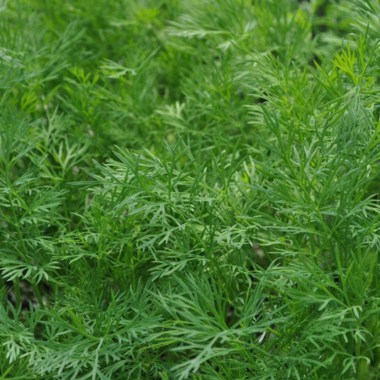 Organic Dill Bunch x 1 | FreshBox