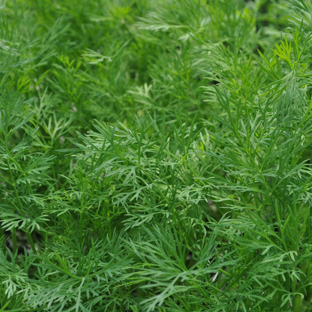 Organic Dill Bunch x 1 | FreshBox