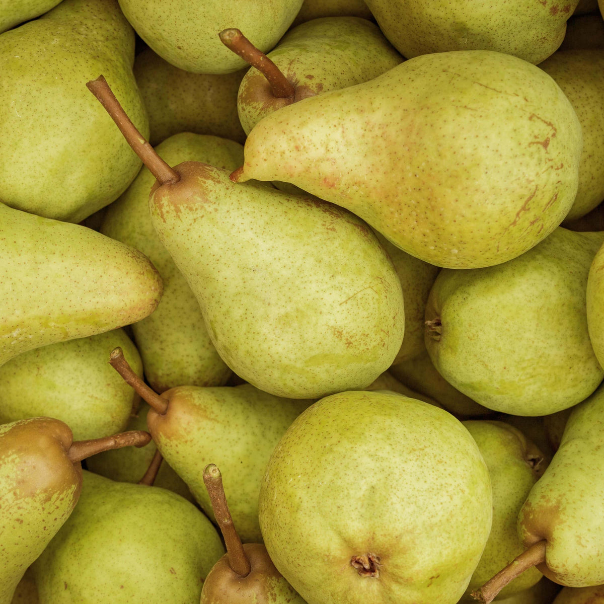 Organic Pear Packham 1kg - FreshBox Organics – FreshBox Organic Delivery